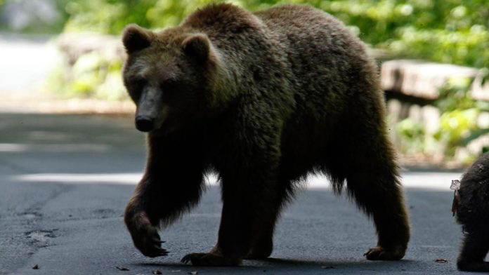 ayi-bear-reuters-2401703.jpg