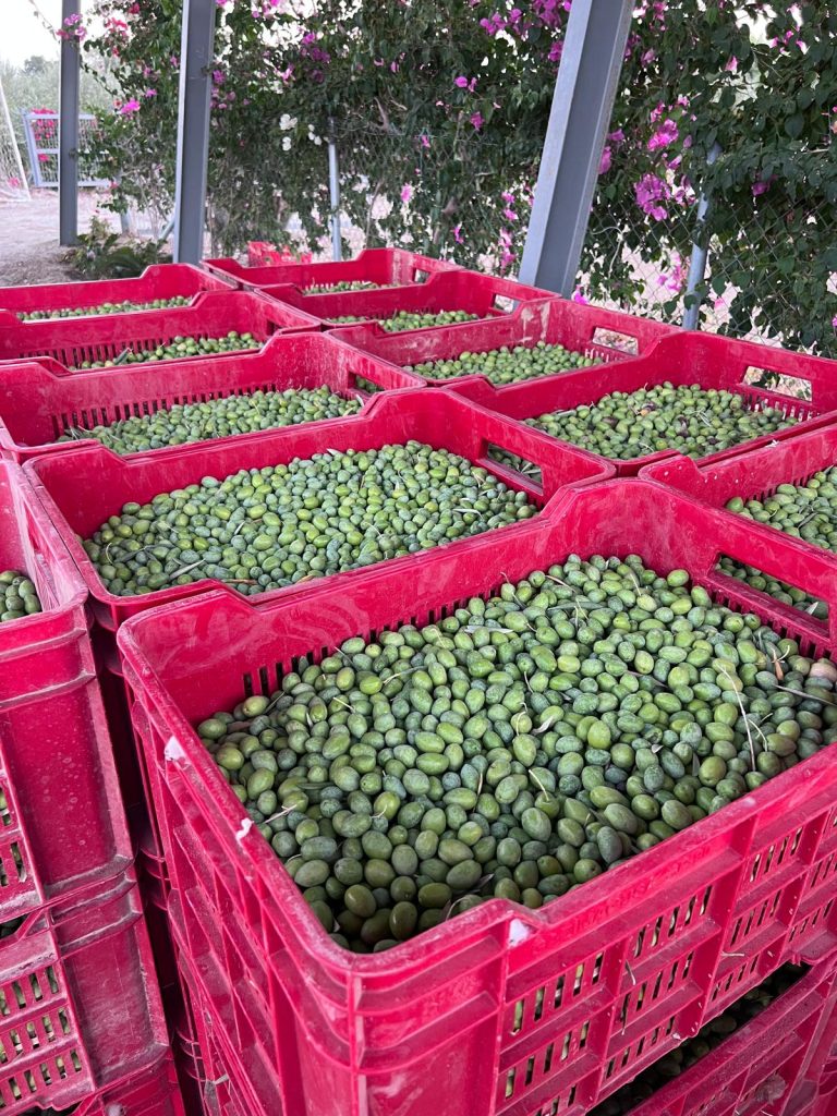 Vadili bölgesinde üretim yapan Oliva Gardens, İstanbul’daki uluslararası yarışmadan 3 ödülle döndü