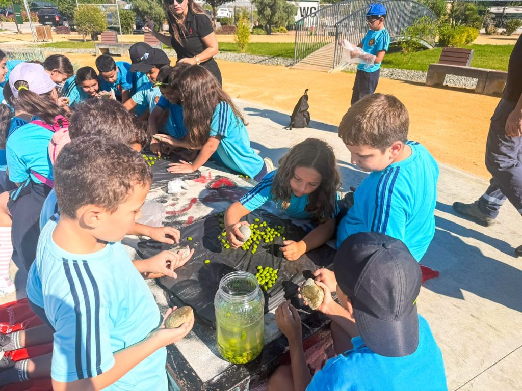 Öğrenciler, LTB Kızılbaş Parkı’nda zeytin hasadı yaptı